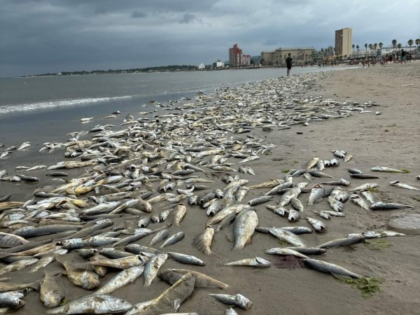 Dinara espera por los resultados de las muestras para conocer la causa de mortandad de los peces en Piriápolis