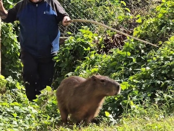 Un carpincho fue liberado luego de estar 4 días en el patio de una casa