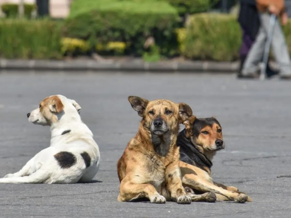 El Bienestar Animal llega a la Junta Departamental