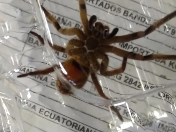 Capturaron una araña muy venenosa en un comercio de Piriápolis