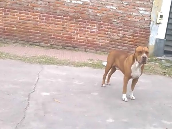 Una mujer fue atacada por un pitbull en la vía pública