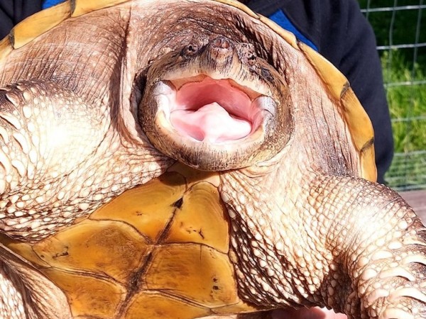 Pitones de 5 metros, yacarés, tortugas y lagartos enormes: conocé a Alternatus Uruguay