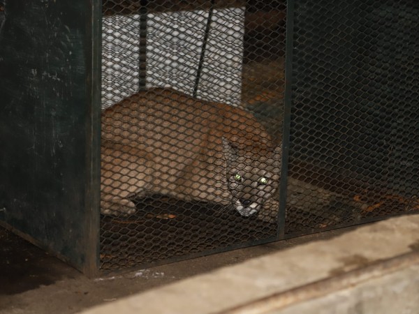 Capturaron al puma que había escapado de la reserva ECFA