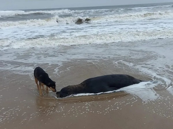 Infectóloga y veterinaria ponen foco en contener la “transmisión” viral en lobos muertos