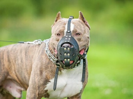 Proponen registro obligatorio y capacitación para dueños de perros considerados peligrosos