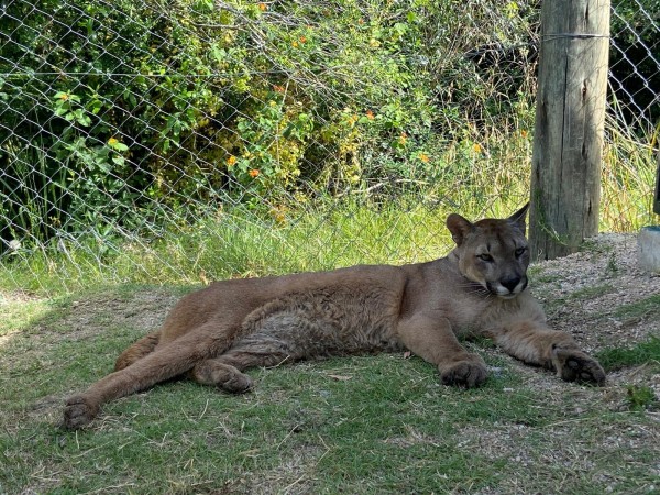 Trasladaron a la Estación de Cría pumas que estaban en condiciones precarias e ilegales en Argentina