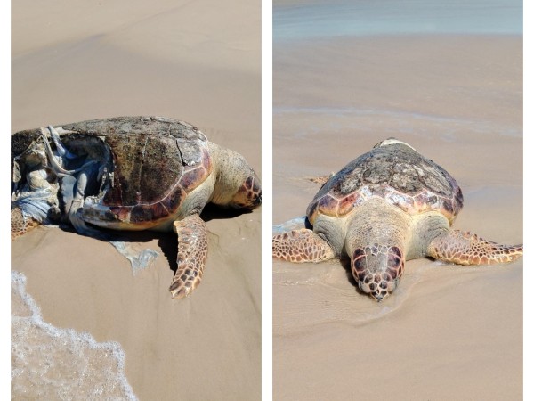 Preocupa la aparición de tortugas marinas muertas en las costas: “No deberíamos tomarlo como algo normal”, aseguraron desde SOS Rescate de Fauna Marina