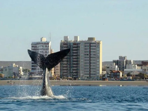 Lanzamiento de la temporada de avistamiento de ballenas 2024; cada año más cetáceos se observan en la zona
