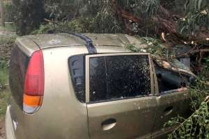 Retiran árboles, techos livianos y cables. Viento alcanzó ráfaga de 118 km/h en la península