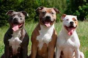 Dos personas resultaron lesionadas y una perdió un dedo, tras ser atacada en diferentes situaciones por perros