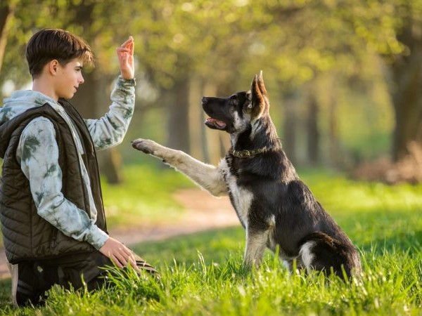 Los curiosos pedidos a un adiestrador de perros: querían que el animal supiera cuál casa visitar y cuál no