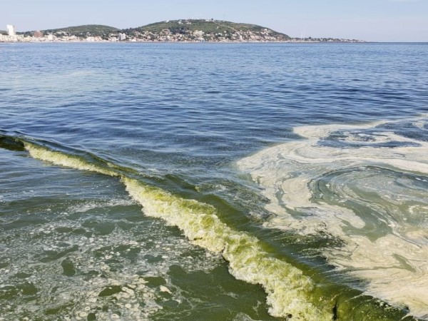 “Todavía no son niveles para poner bandera sanitaria”, dijo Andrés Lapaz sobre cianobacterias en playas de Piriápolis